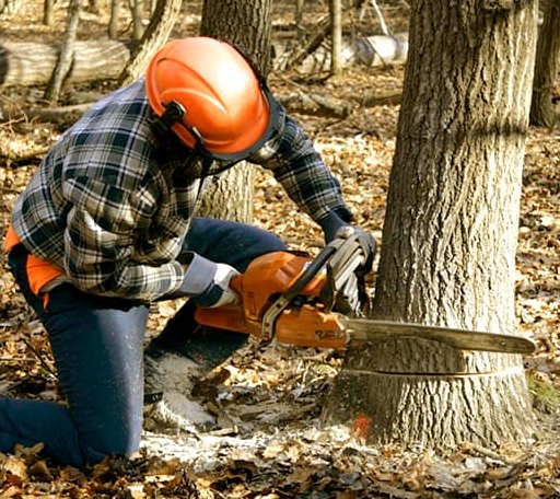Tree Removal in Hallsville, MO